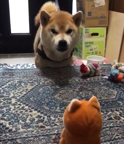 Собака поругалась с игрушкой, повторяющей звуки