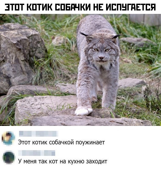 Прикольчики