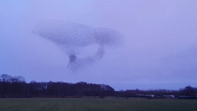 Птицы устроили настоящее шоу в небе над Нидерландами