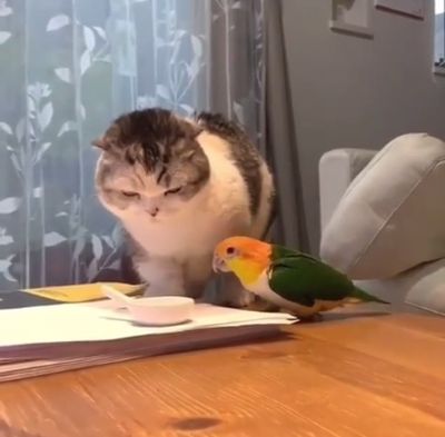 Кот и попугай подрались из-за еды