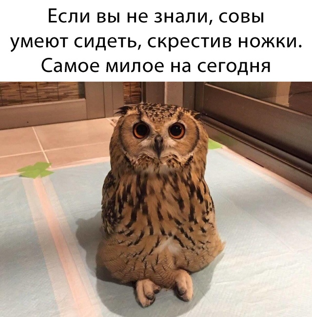 Прикольчики