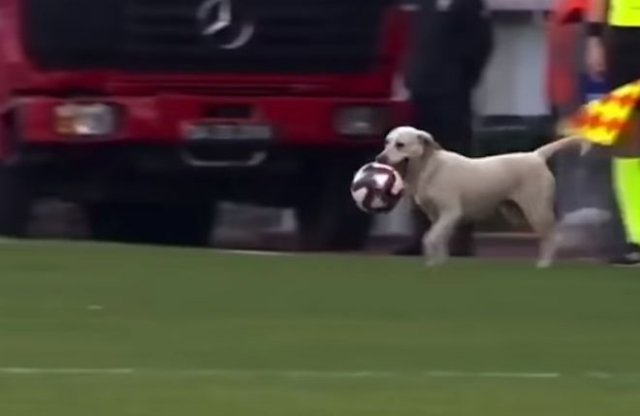 Пес отобрал мяч у футболистов прямо во время матча