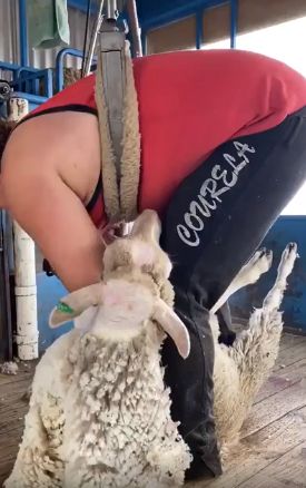Самый быстрый овечий парикмахер