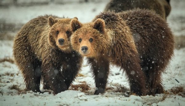 Мишки проснулись. А ты?