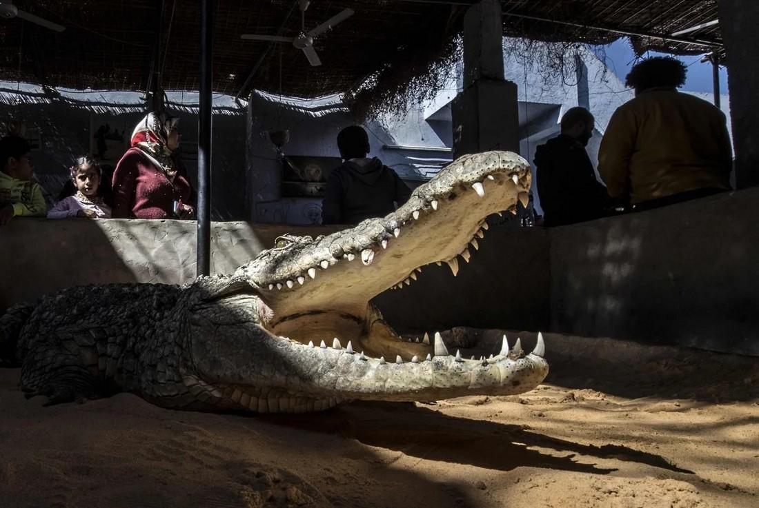 В египетской школе содержат живого крокодила в качестве домашнего животного