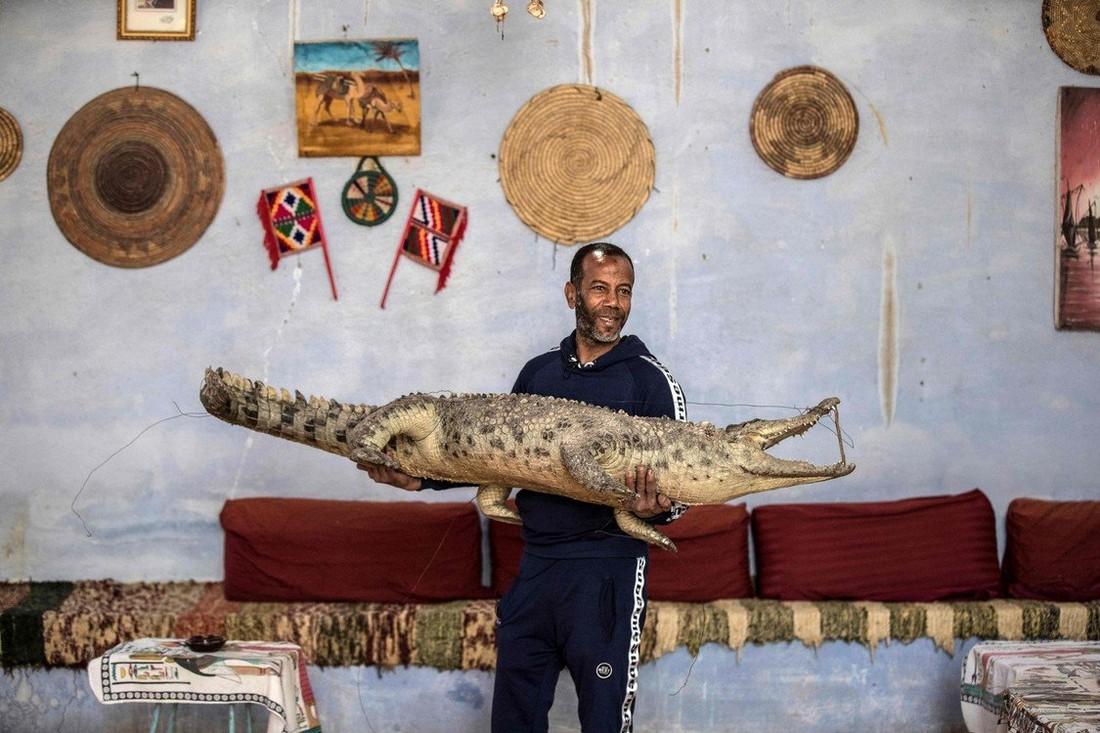 В египетской школе содержат живого крокодила в качестве домашнего животного