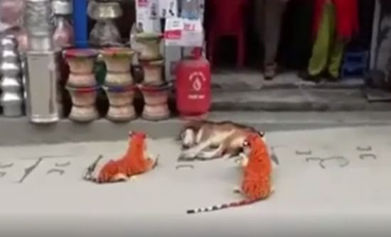 Нападение тигров на собаку
