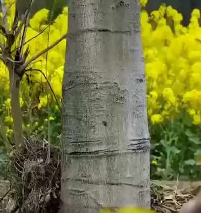 Парящее дерево