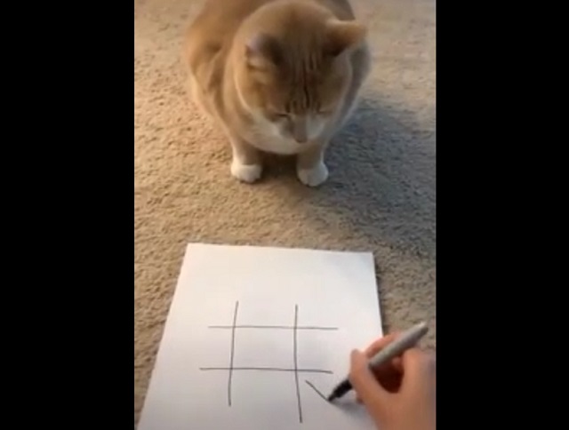Кот играет в крестики нолики