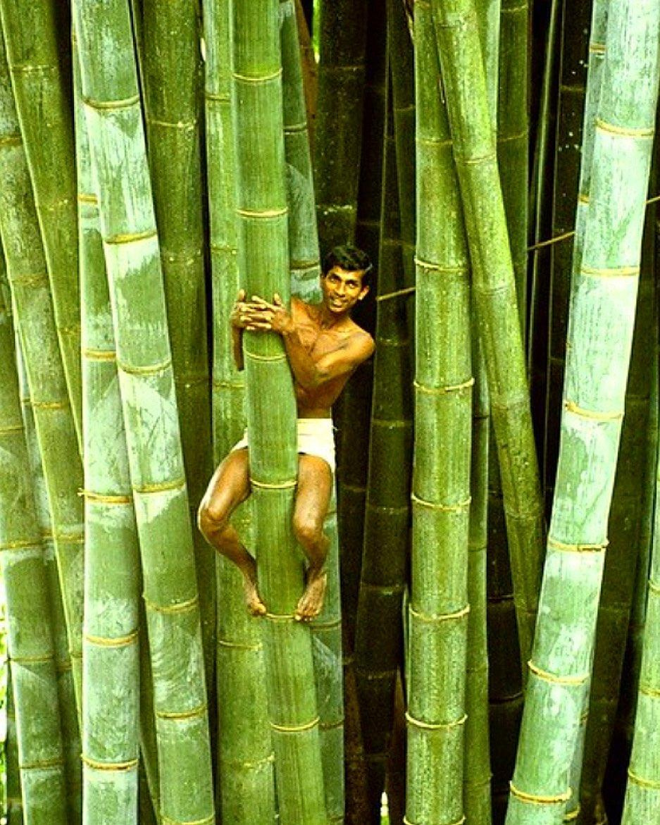 Big bamboo демо big bambooo com
