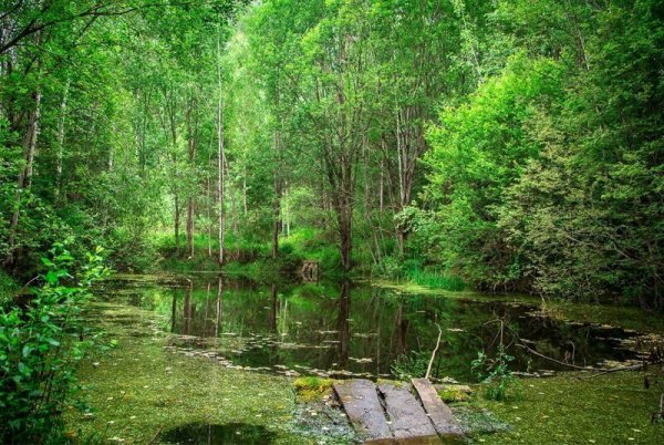 Лесные озёра Всячина