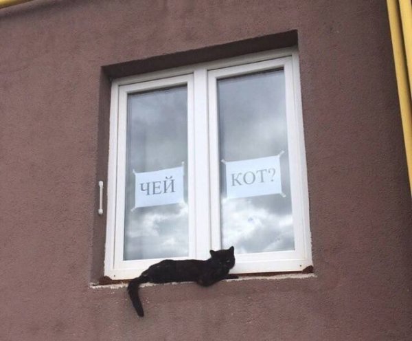 Котовсячина 