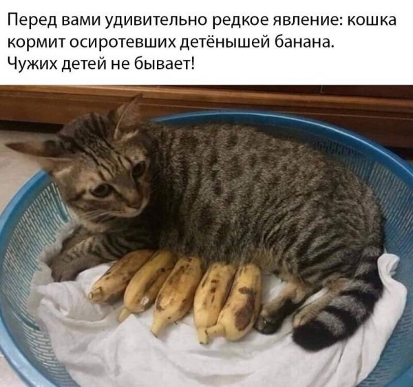 Котовсячина 