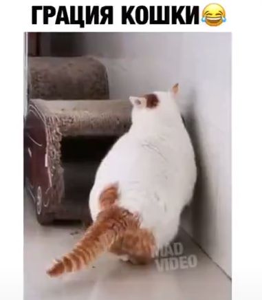 Грация кошки » KorZiK.NeT - Русский развлекательный портал