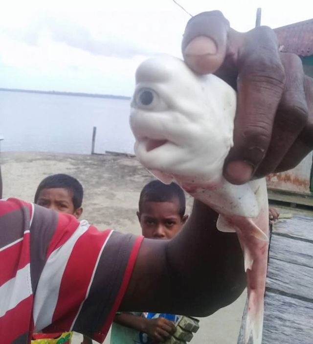 Циклоп со дна морского: индонезийские рыбаки выловили загадочное существо Всячина