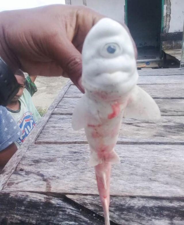 Циклоп со дна морского: индонезийские рыбаки выловили загадочное существо Всячина