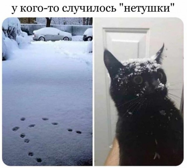 Котомемы 