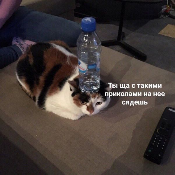 Котомемы 