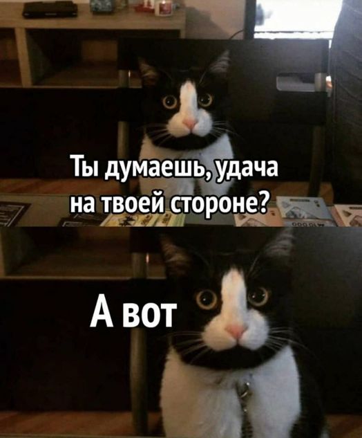 Котомемы 