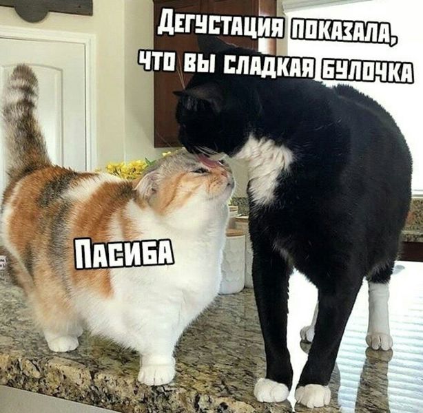 Котомемы