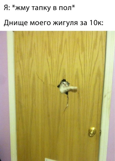 Котомемы 