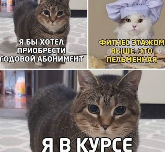 Котомемы 