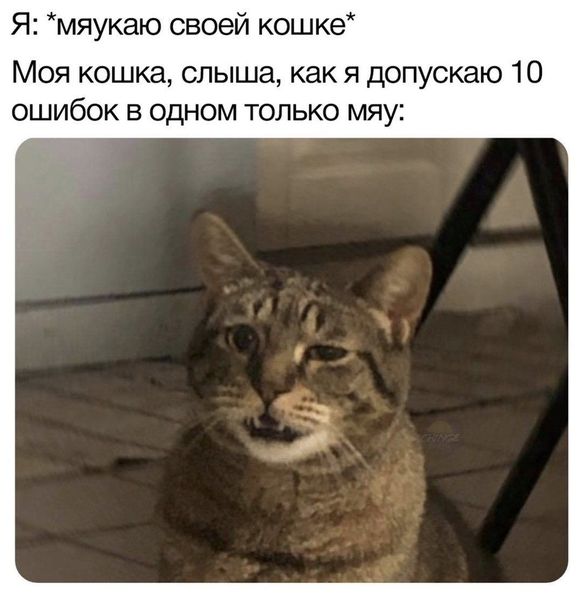 Котомемы 