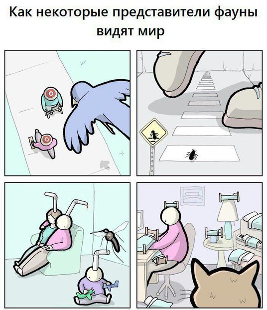 Котомемы 