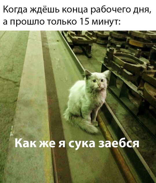 Котомемы 