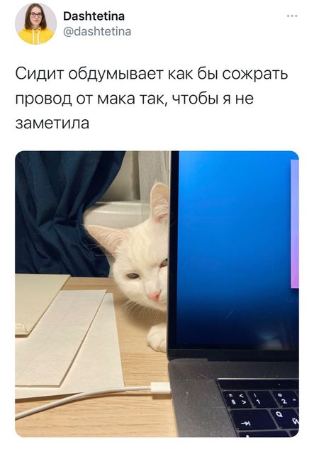 Котомемы 