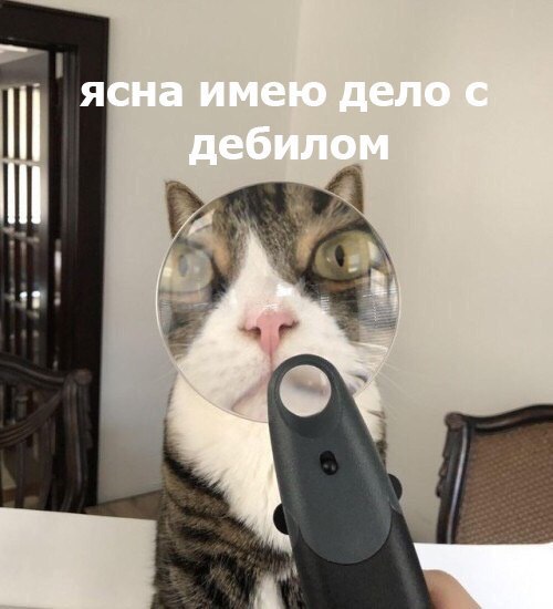 Котомемы 