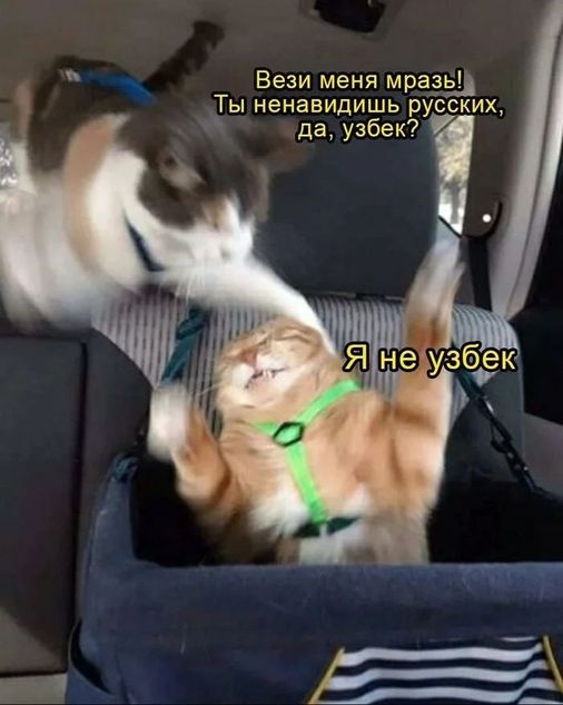 Котомемы 