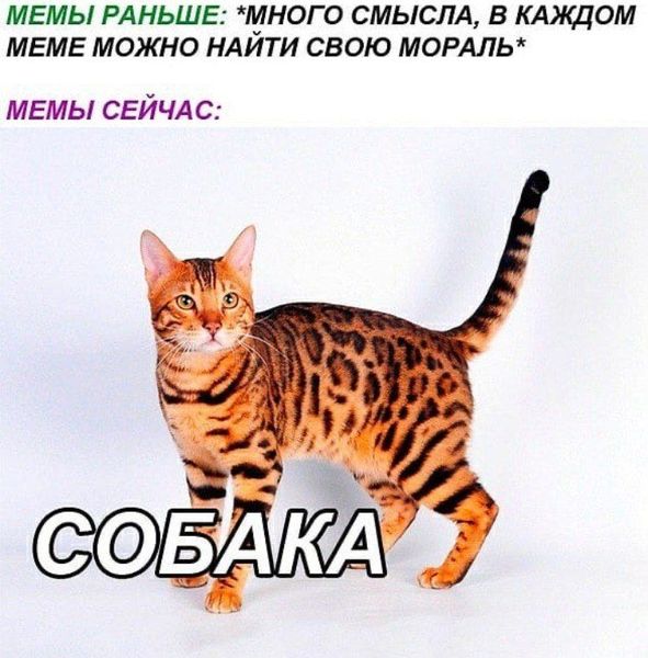 Котомемы 