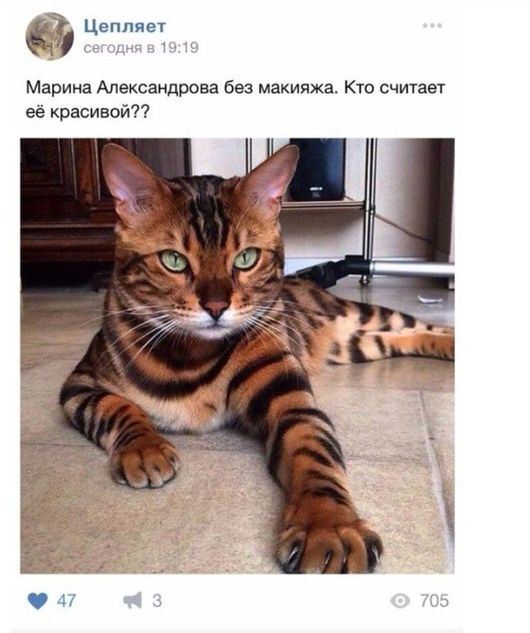 Котомемы 