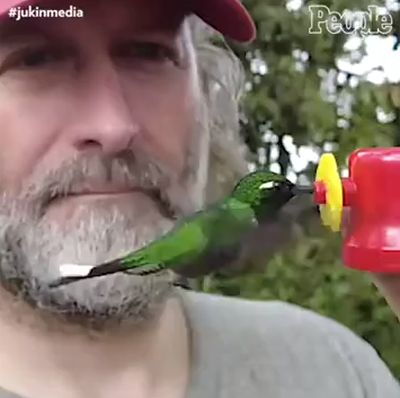 Dos colibrís bebiendo a cámara lenta