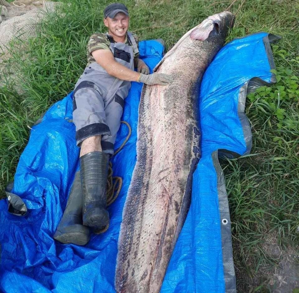 В Куршском заливе в Калининградской области поймали 80-килограммового сома evergreen,Всячина