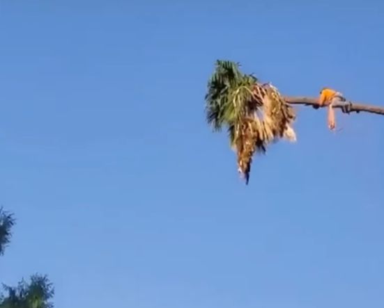 Как правильно срезать верхушку пальмы