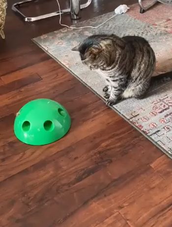 С этой игрушкой ваш кот будет играть сутки напролёт