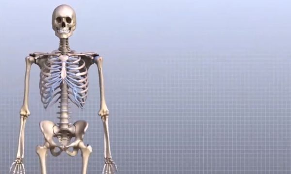 Анатомия плечевого и коленного суставов