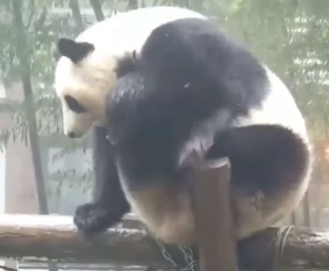 Настроение - панда⁠⁠