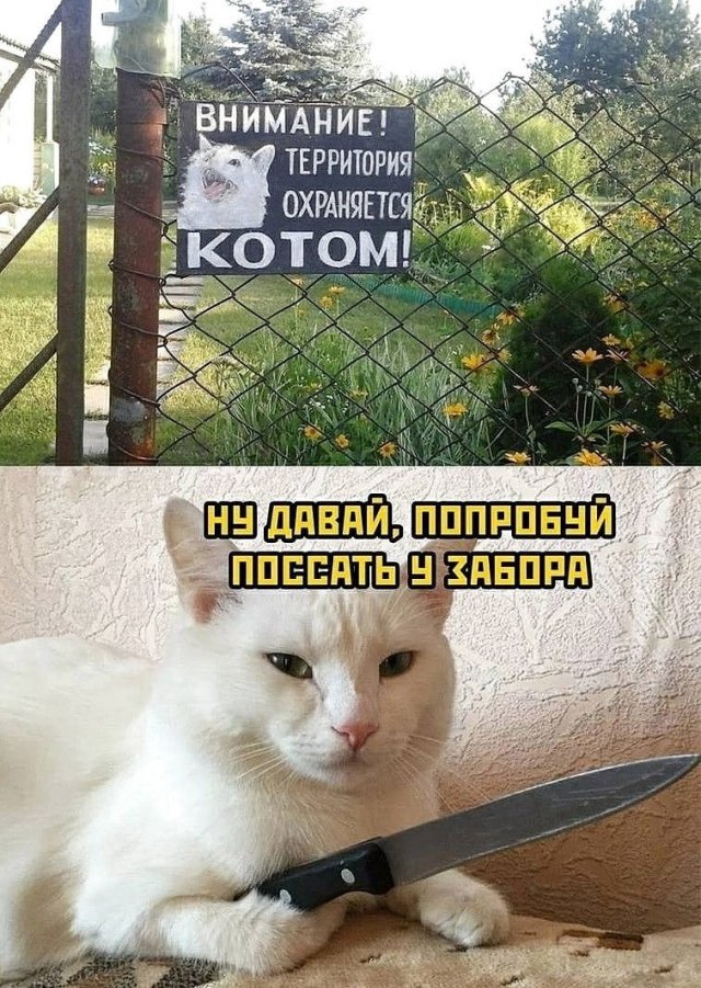 Шутки и мемы с котами evergreen,Юмор