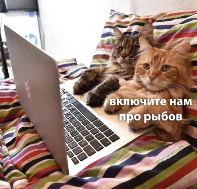 Шутки и мемы с котами evergreen,Юмор