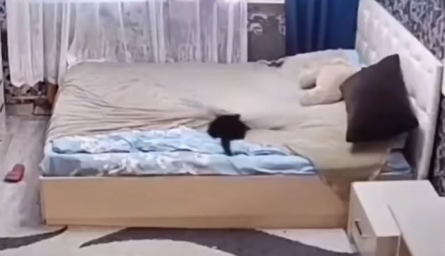 Мама-кошка заправила кровать после того, как котенок навел беспорядок