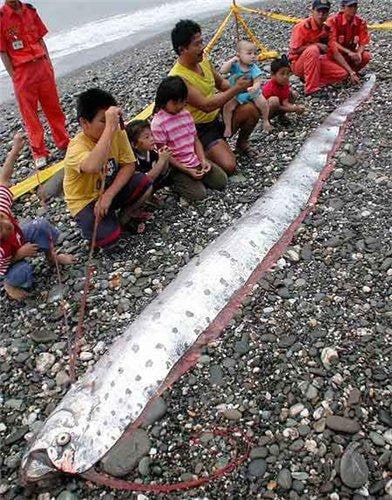 Чилийские рыбаки выловили 5-метрового Сельдяного короля