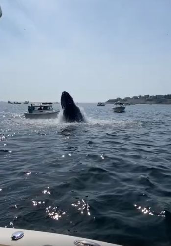 В Массачусетсе кит врезался в лодку