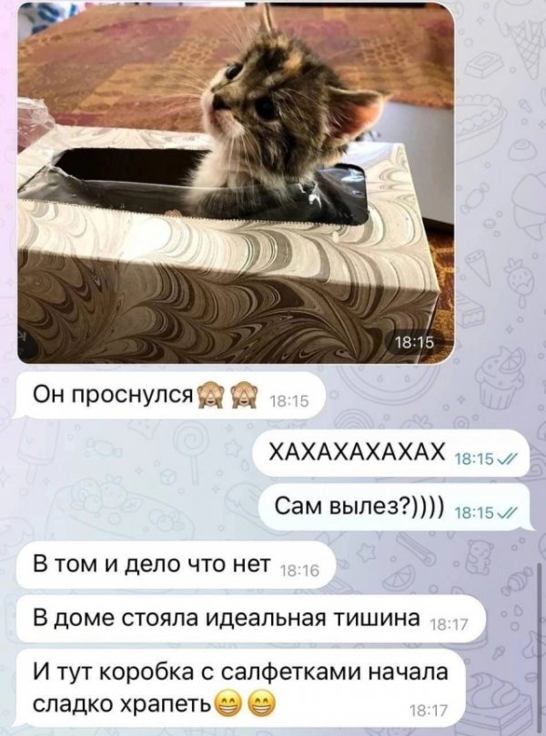 Котенок спрятался 