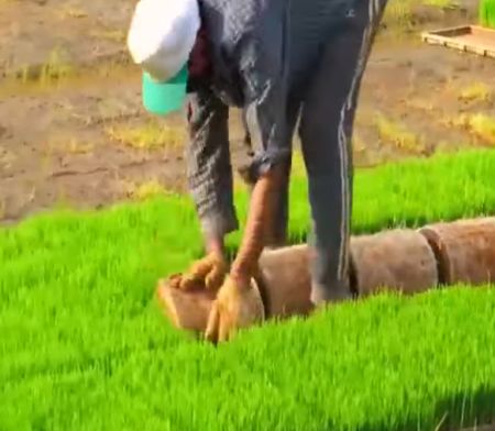 Рассада риса из питомника транспортируется и пересаживается в заболоченные поля через 15-40 дней после посева