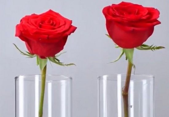 Где роза будет жить дольше: в воде с алкоголем или сахаром?