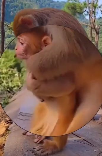 Мать-обезьяна спасает своего детеныша с помощью маневра Геймлиха