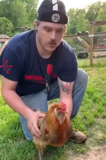 Как загипнотизировать курицу
